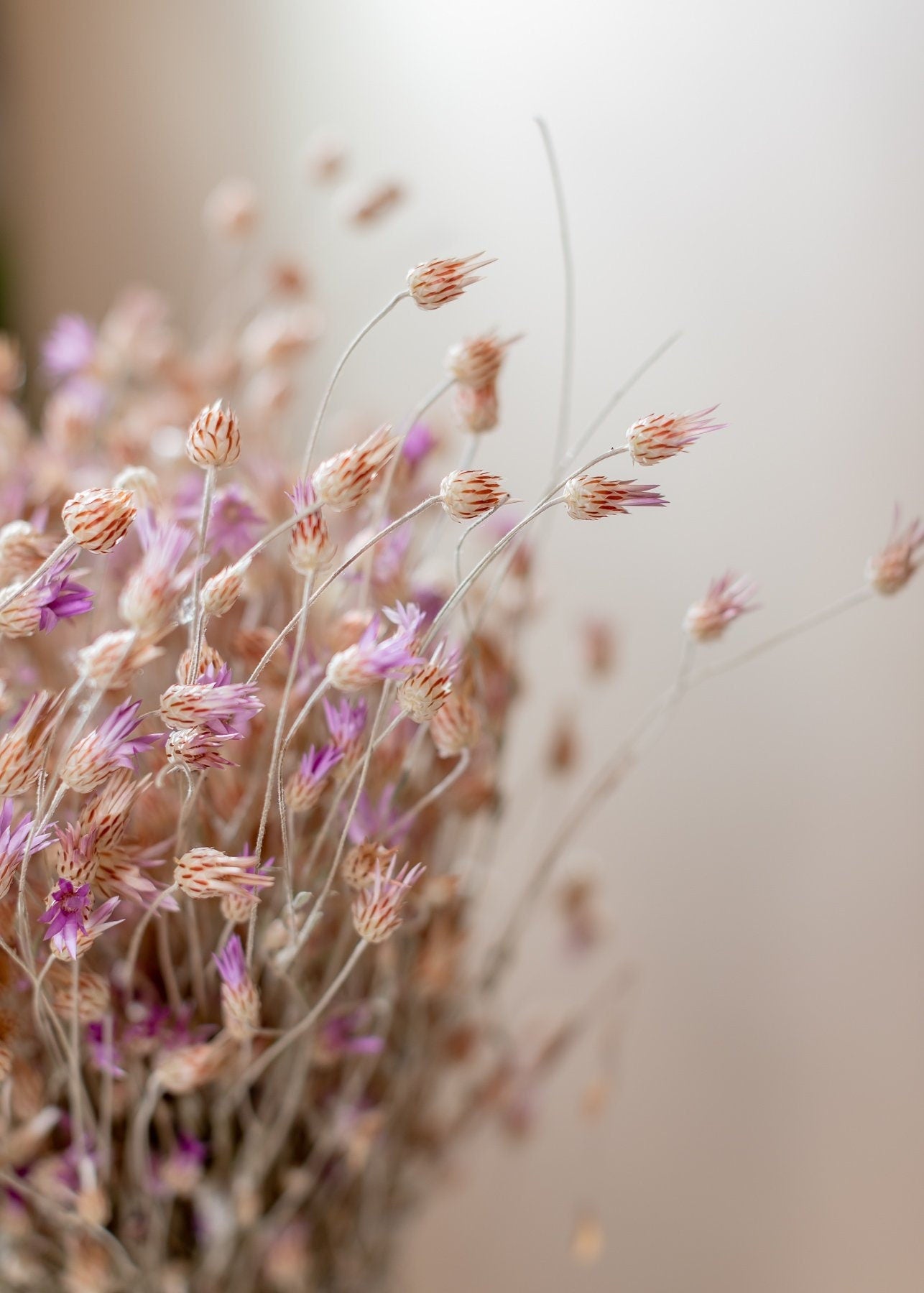 Creeping Thistle - Natural Dried Cirsium Arvense