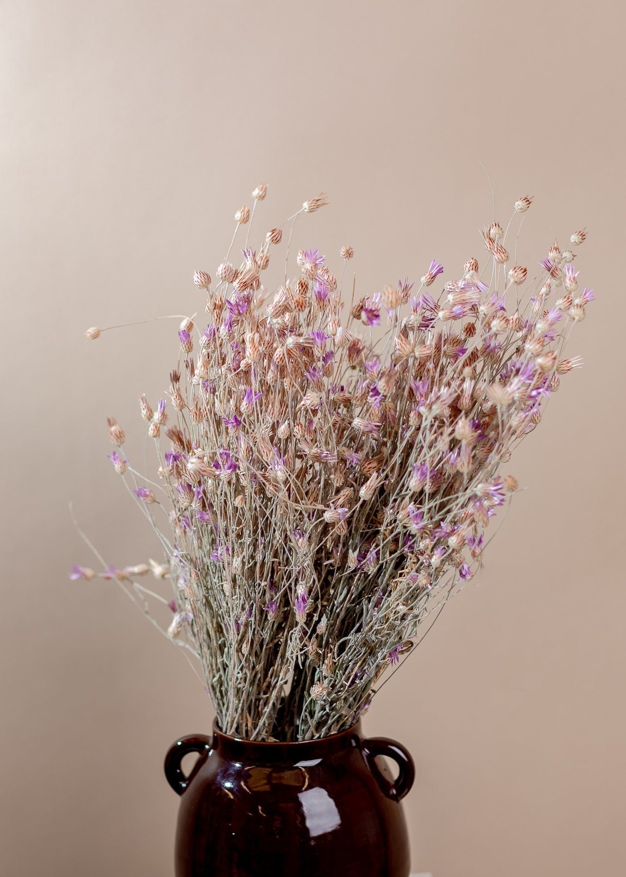 Creeping Thistle - Natural Dried Cirsium Arvense