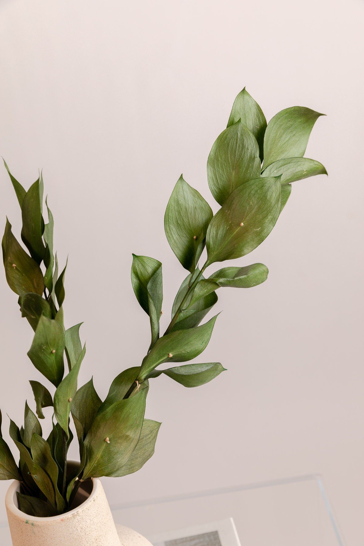 Italian Large Leaf Ruscus - Green Angel Wings Preserved