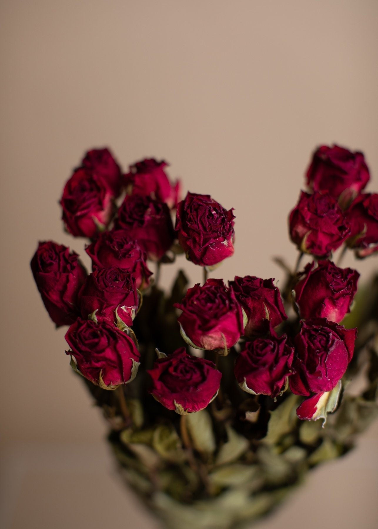 Dried Roses - Natural Deep Red