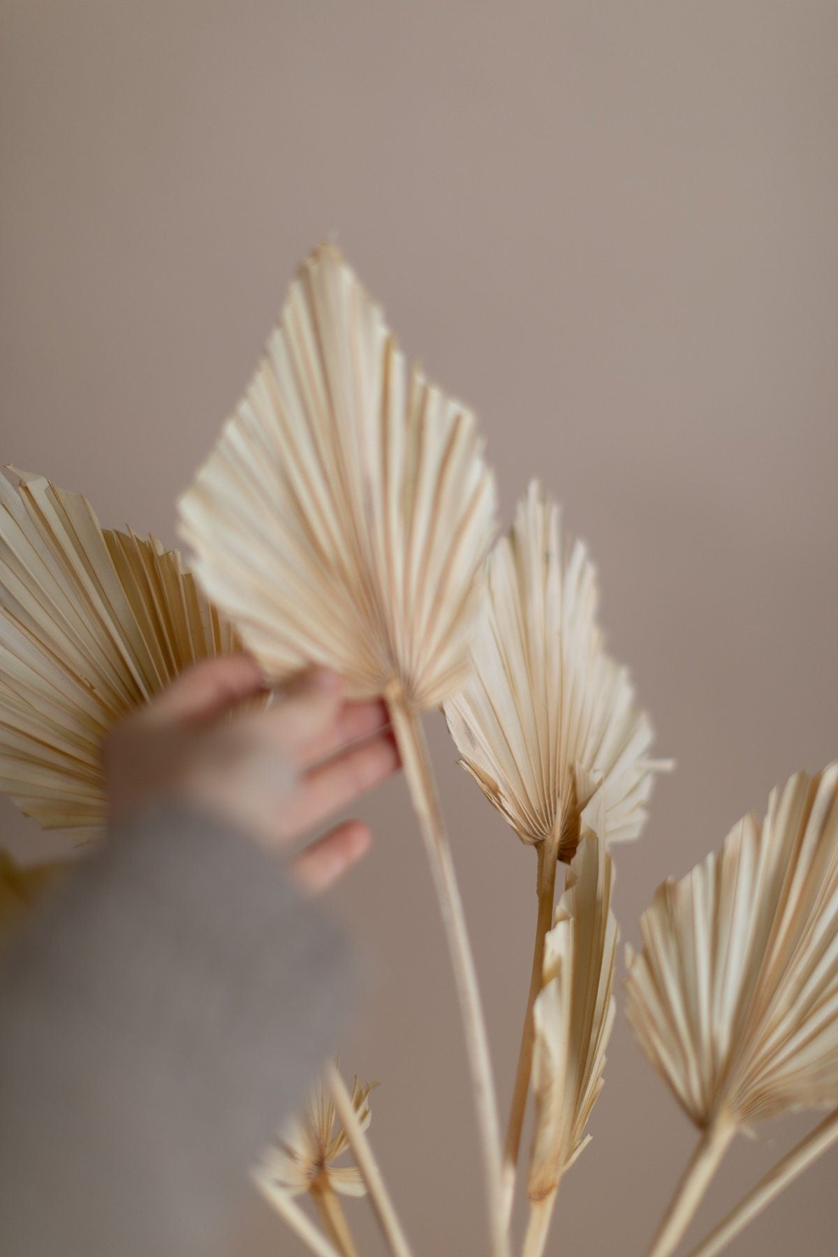 Bleached Palm Spears - 5 Stems In A Bunch