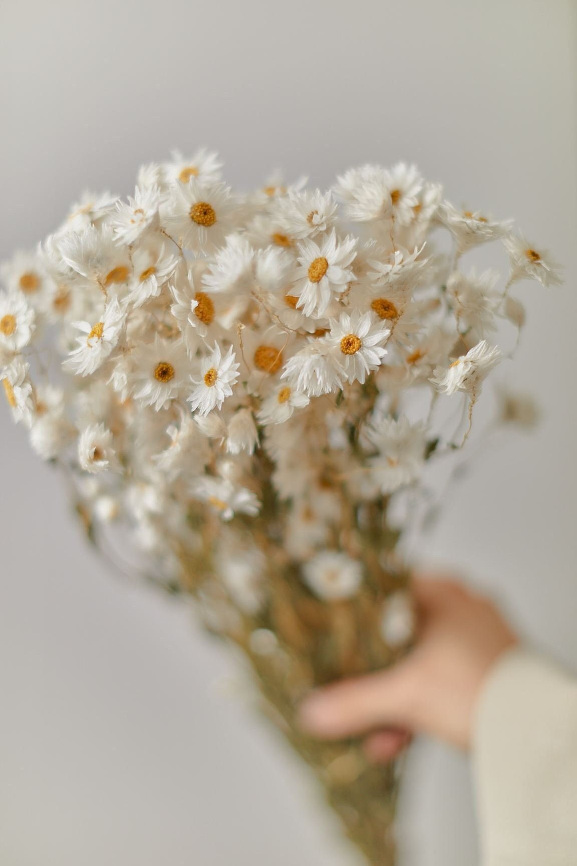 Dried White Daisies / Dried Rodanthe Natural / Rustic Home Decor / Rustic Wedding Decoration