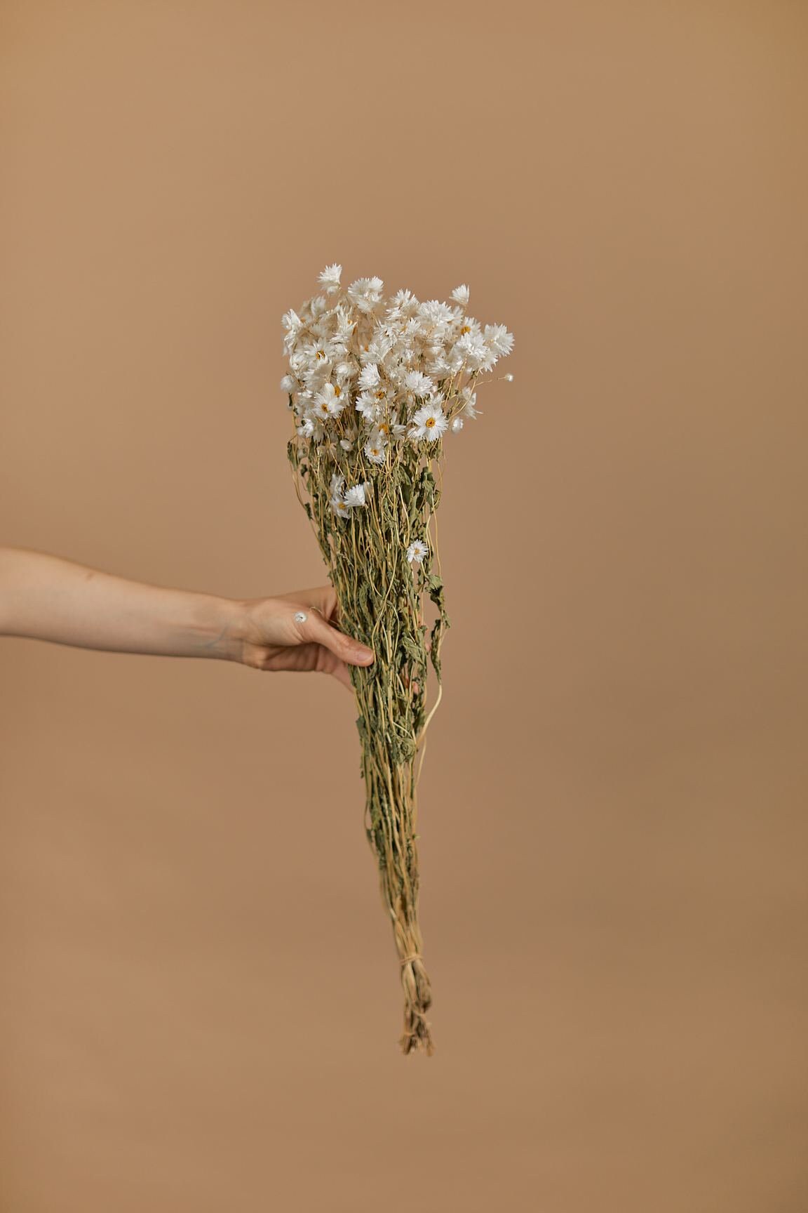 Dried White Daisies / Dried Rodanthe Natural / Rustic Home Decor / Rustic Wedding Decoration