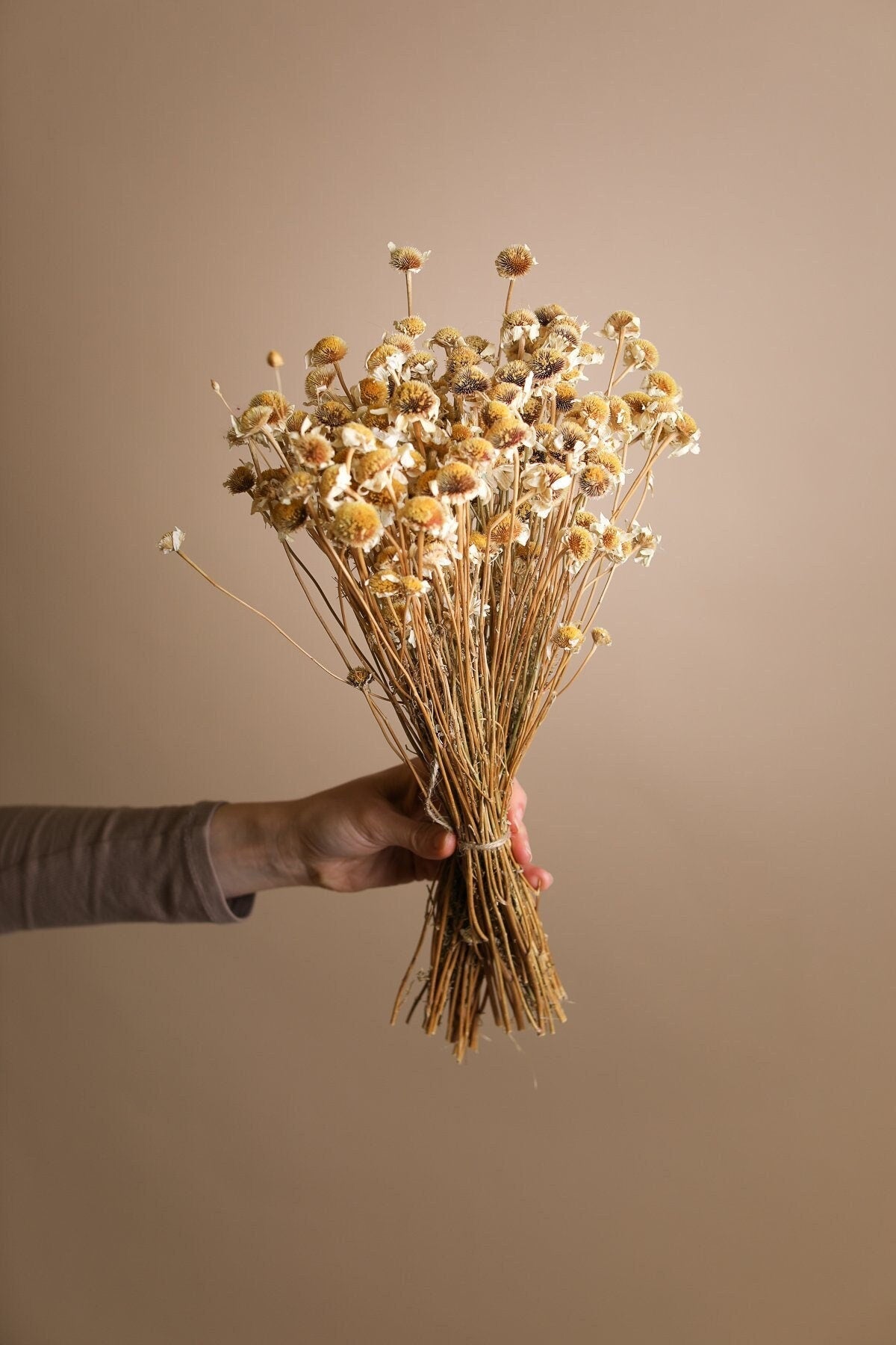 Dried Ox-Eye Daisy Heads - Natural Wild Daisy Heads