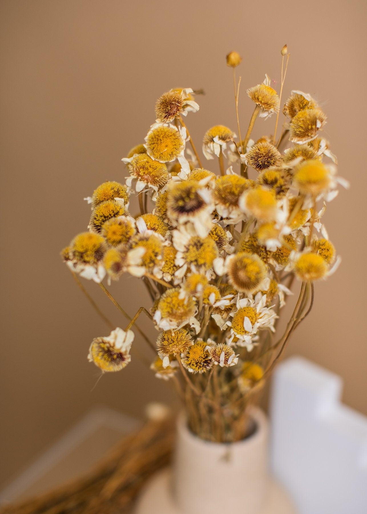 Dried Ox-Eye Daisy Heads - Natural Wild Daisy Heads