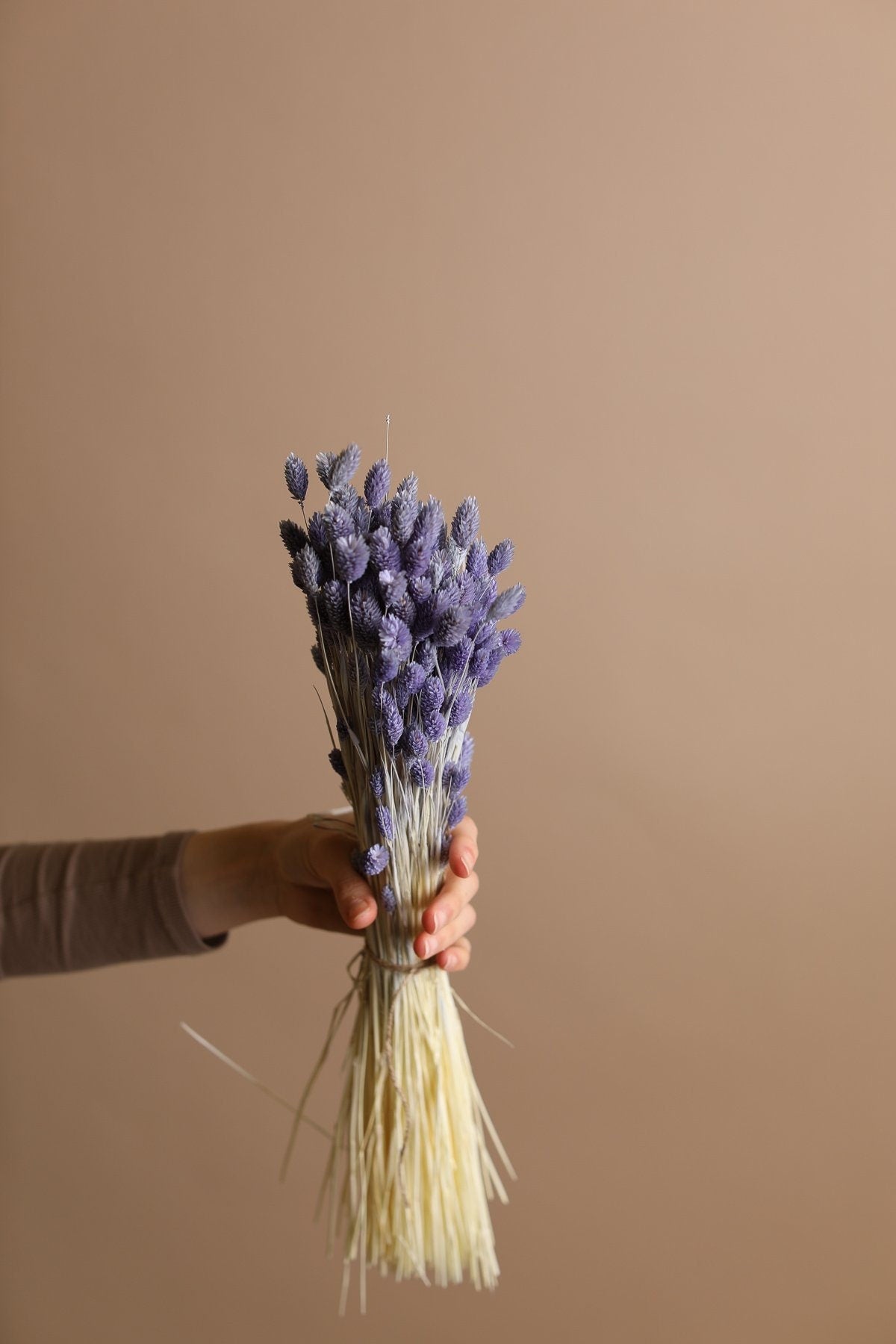 Dried Phalaris - Lilac Canary Grass