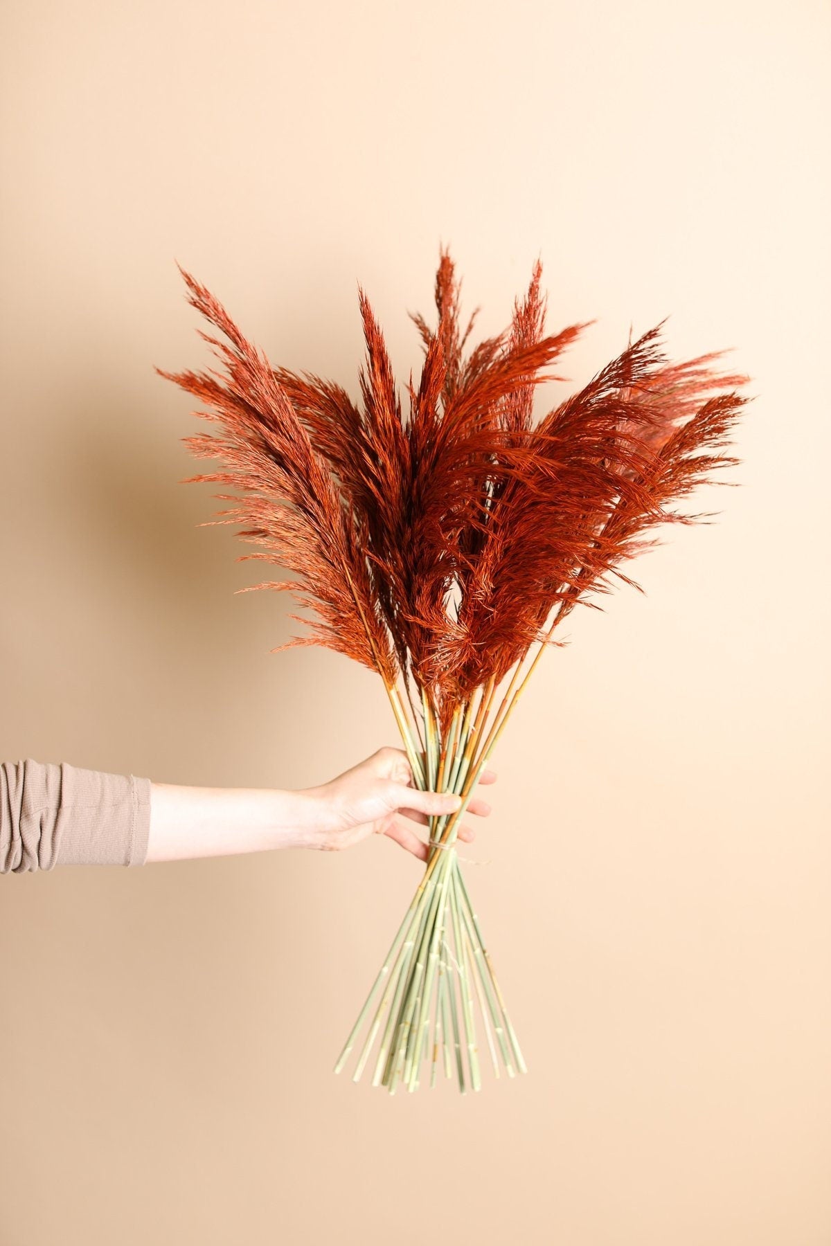 Susuki Japanese Pampas Grass - Burnt Orange