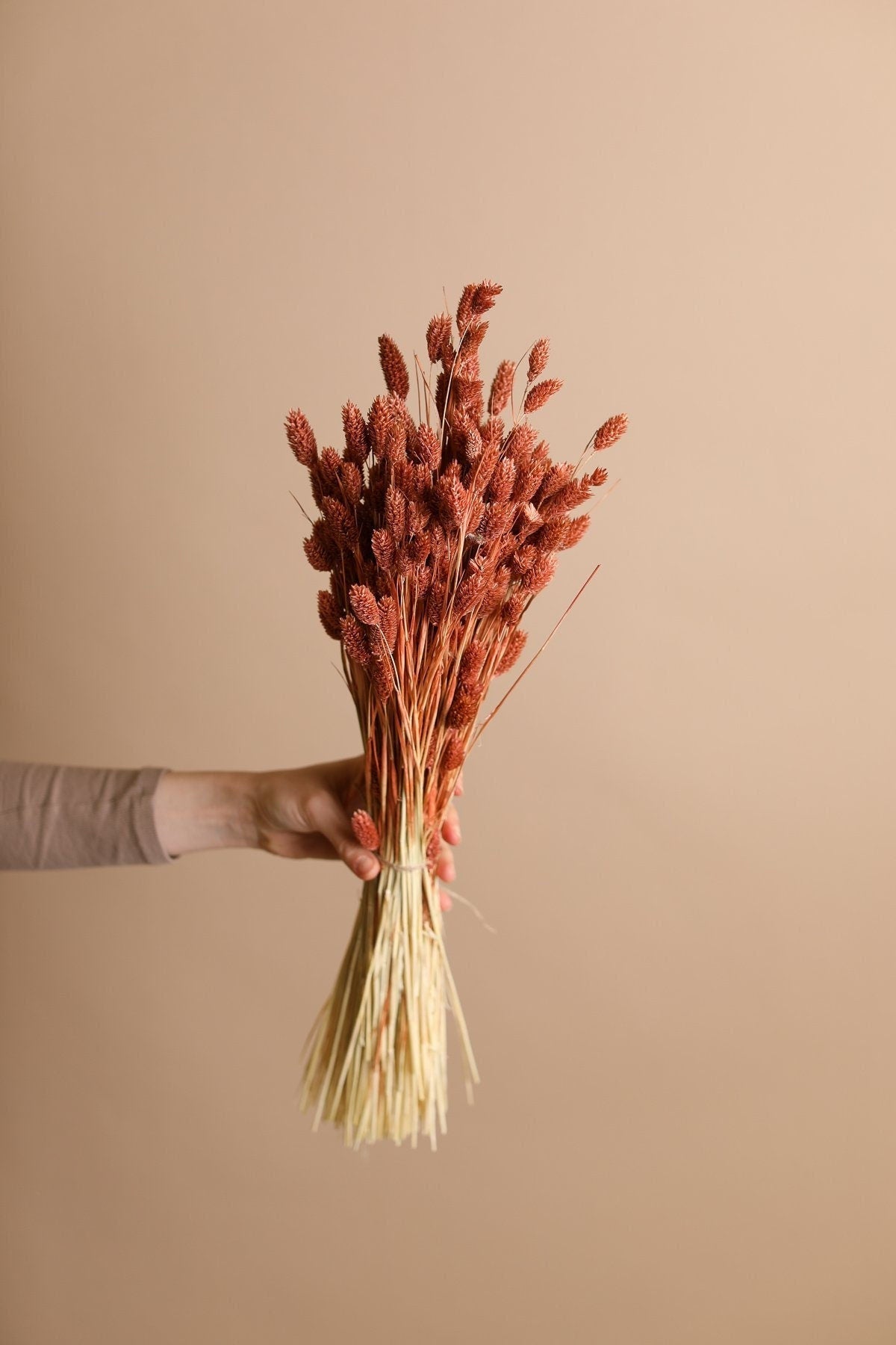 Dried Phalaris - Pastel Terracota Canary Grass