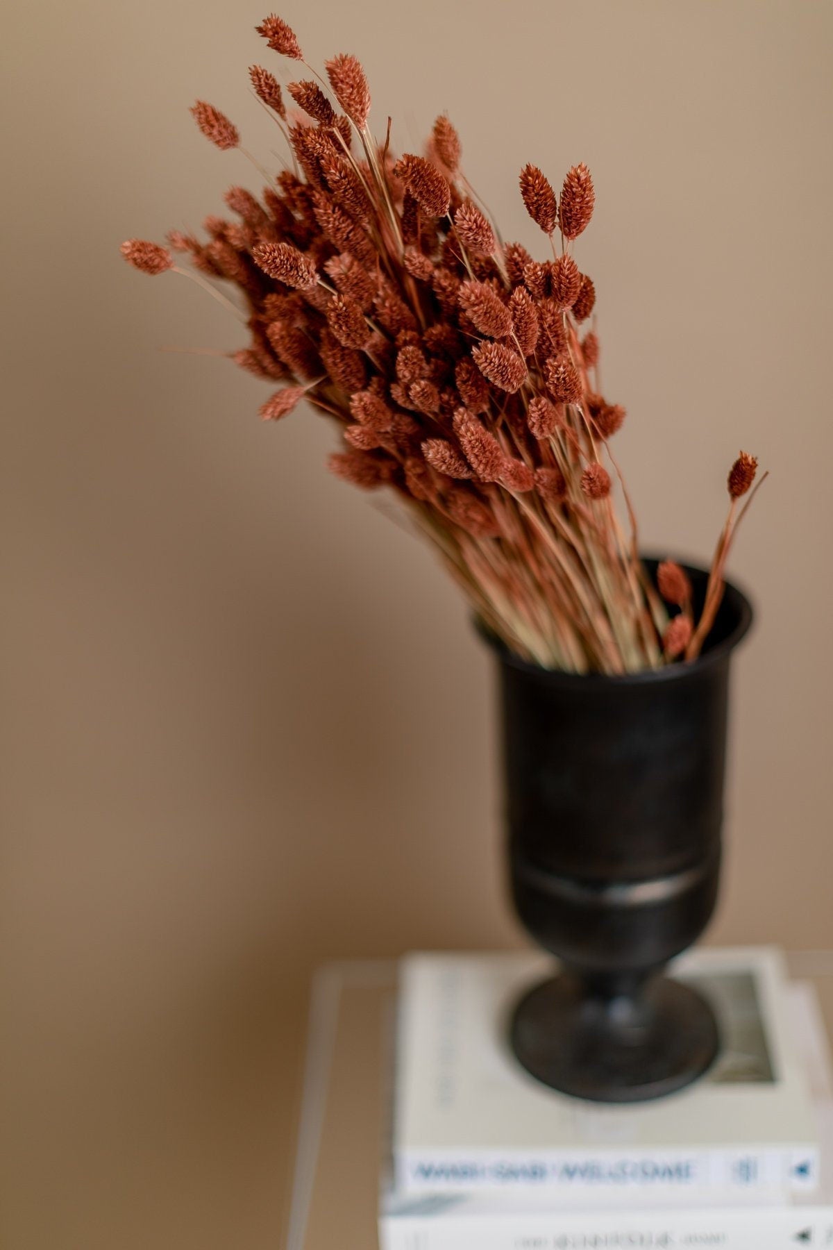 Dried Phalaris - Pastel Terracota Canary Grass