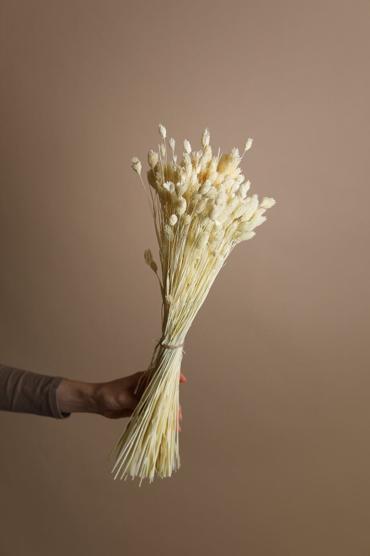 Dried Phalaris - Bleached Canary Grass