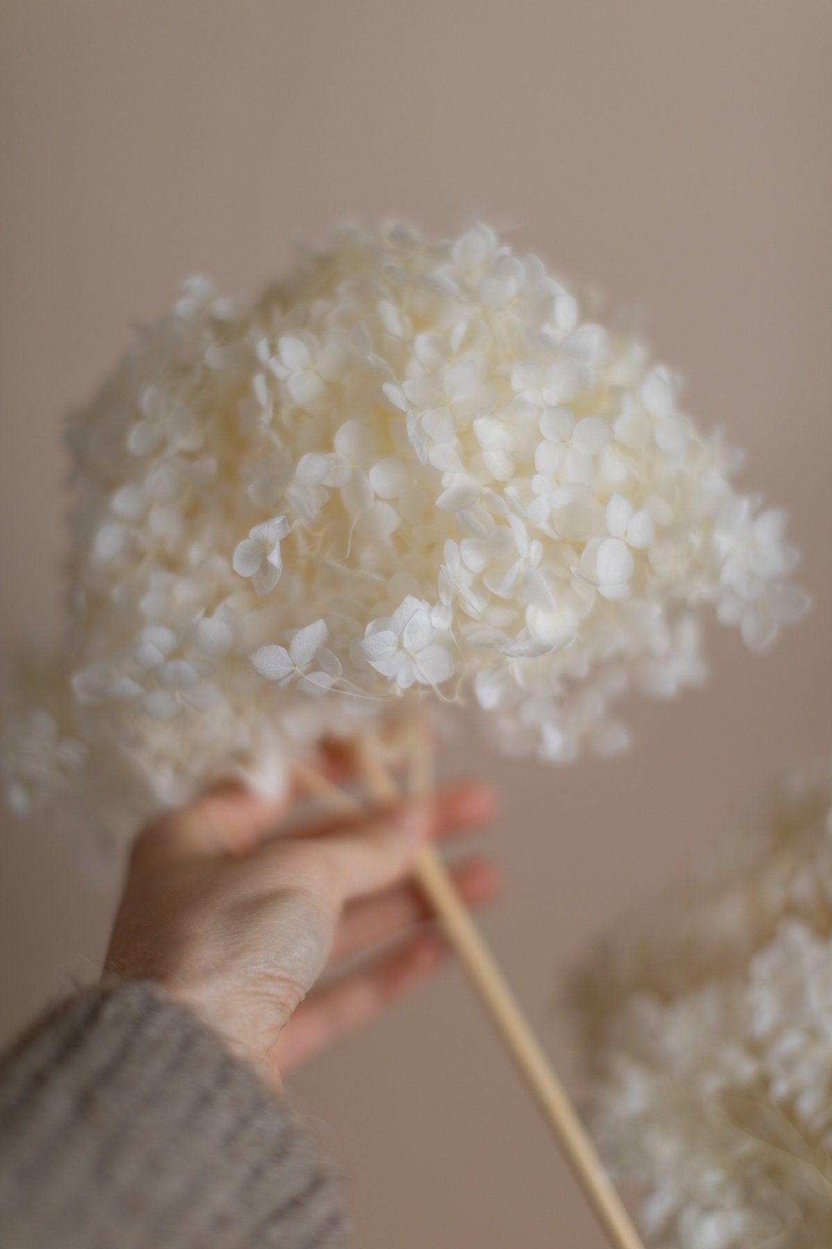 Preserved Stabilised White Hydrangea - High Quality