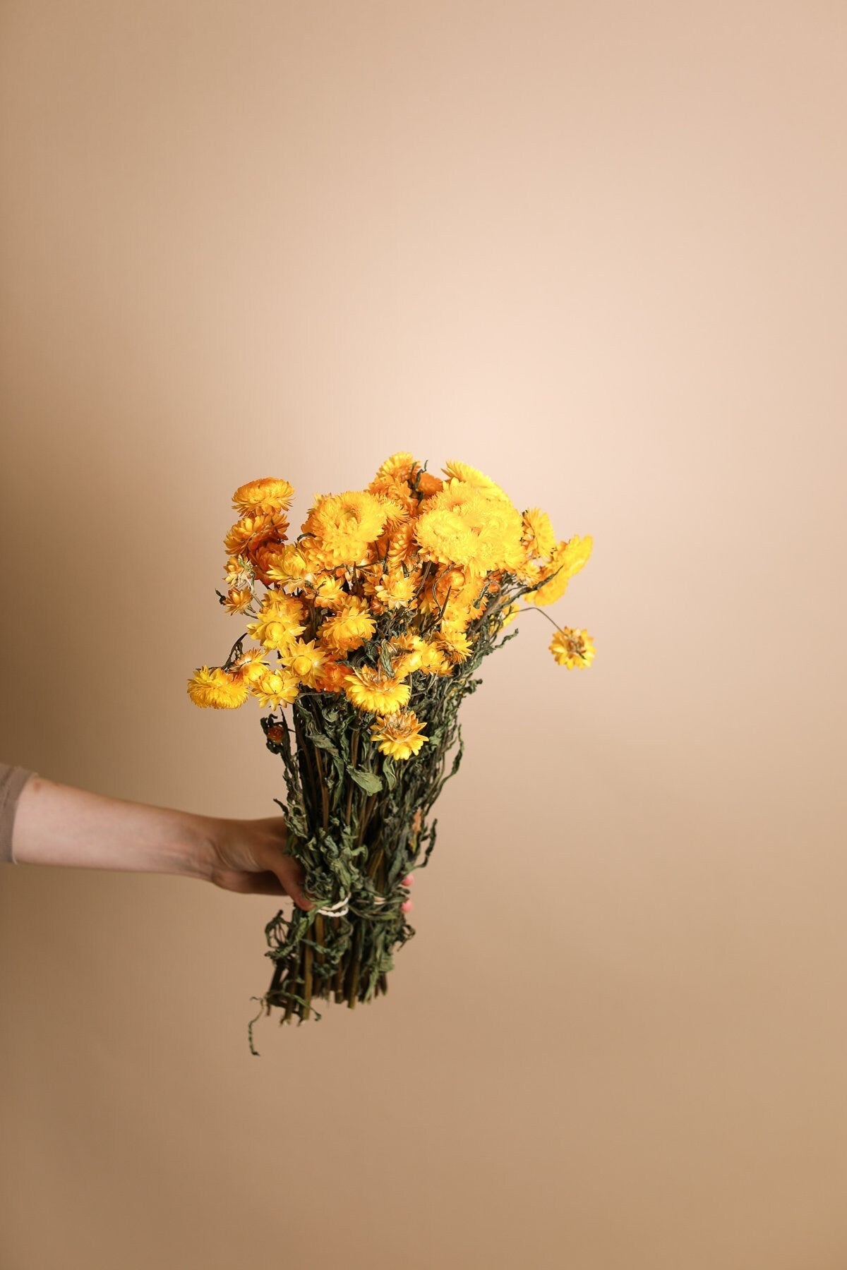 Yellow Dried Helichrysum - Yellow Straw Flowers