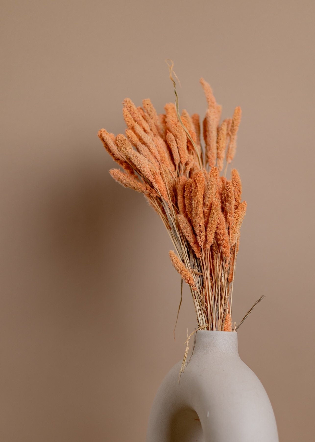 Setaria Pendula - Pastel Orange Foxtail Millet Grass