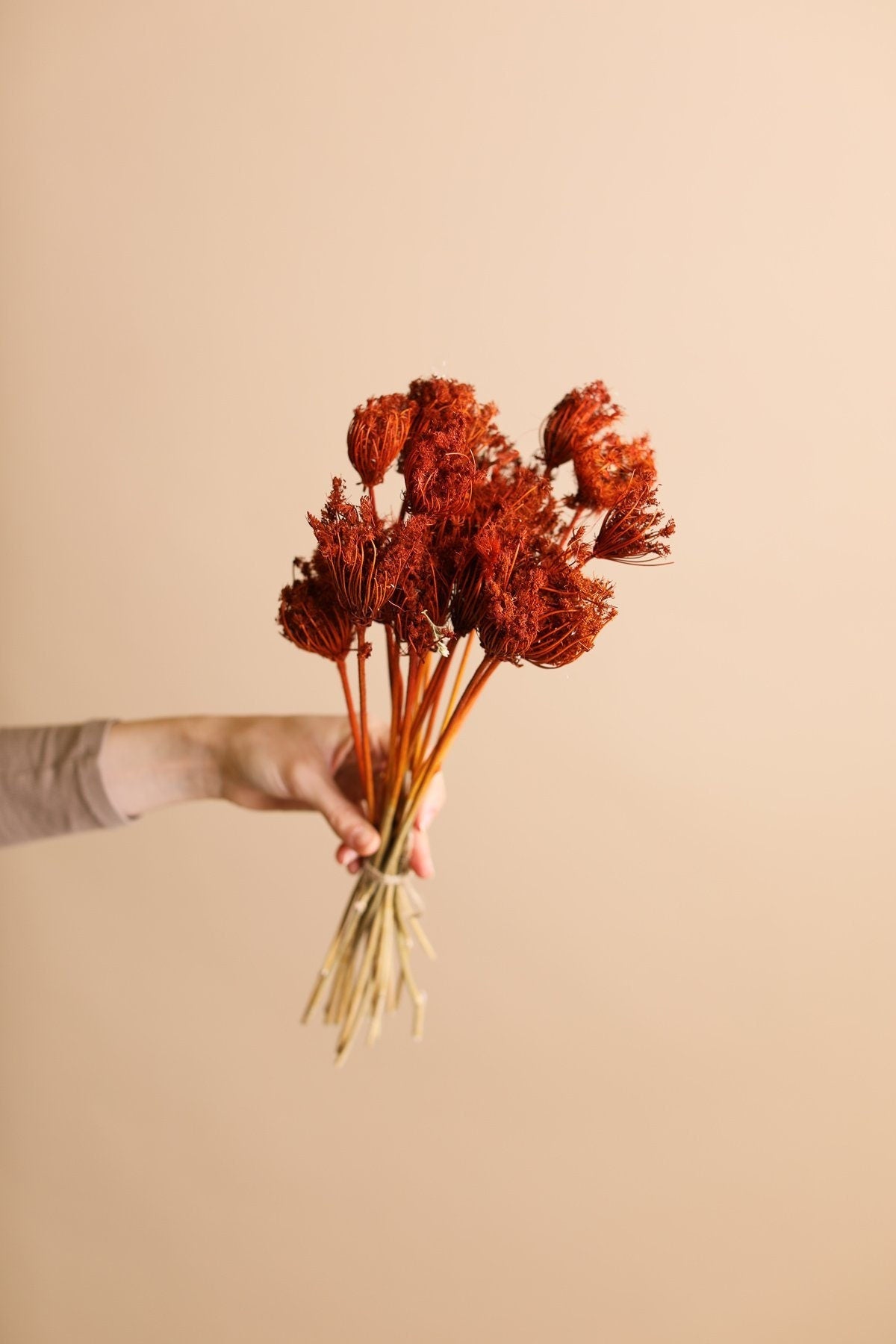 Dried Wild Fennel Heads - Burnt Orange, Terra