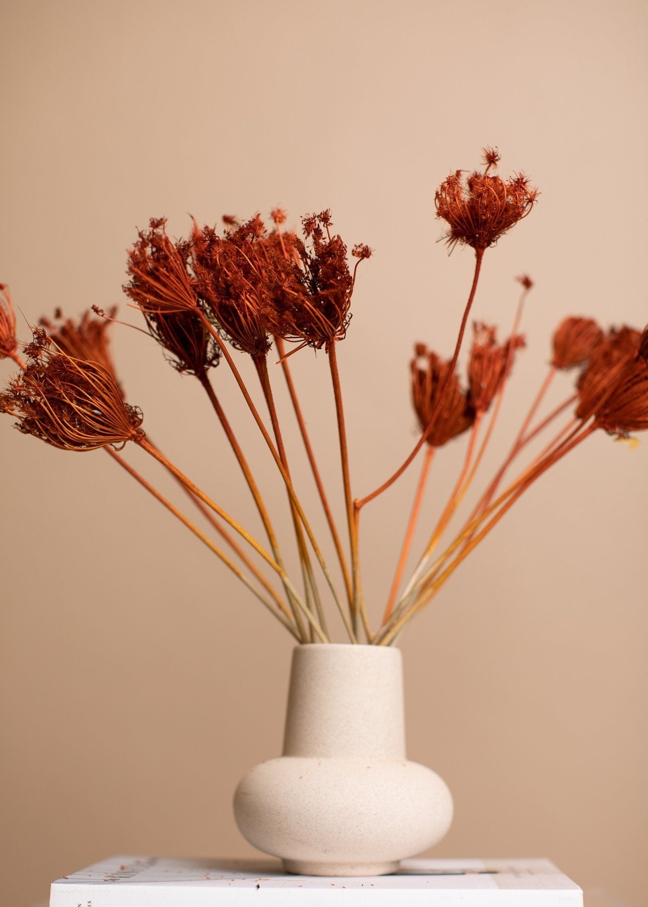 Dried Wild Fennel Heads - Burnt Orange, Terra