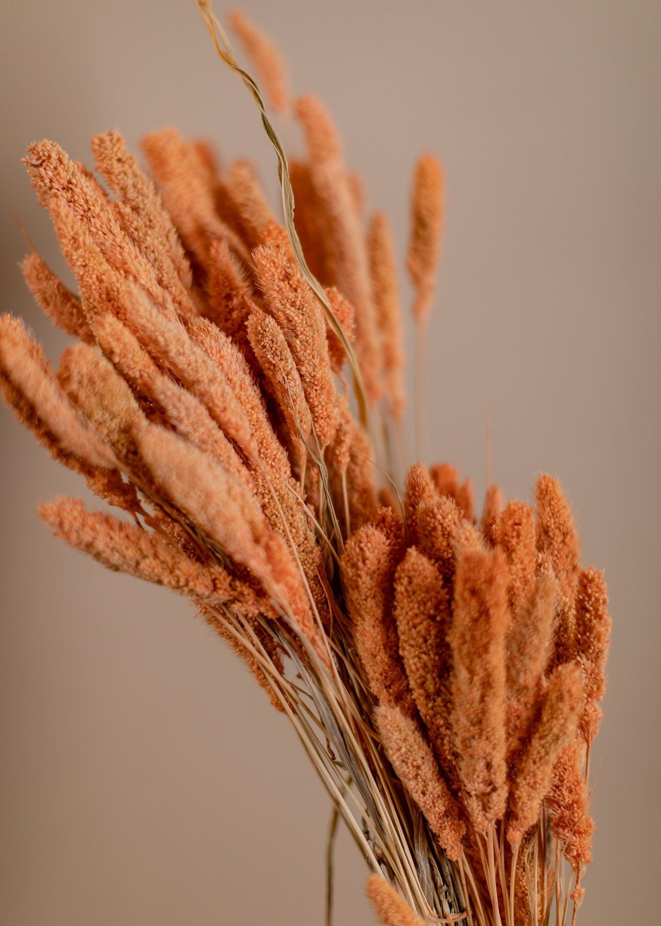 Setaria Pendula - Pastel Orange Foxtail Millet Grass