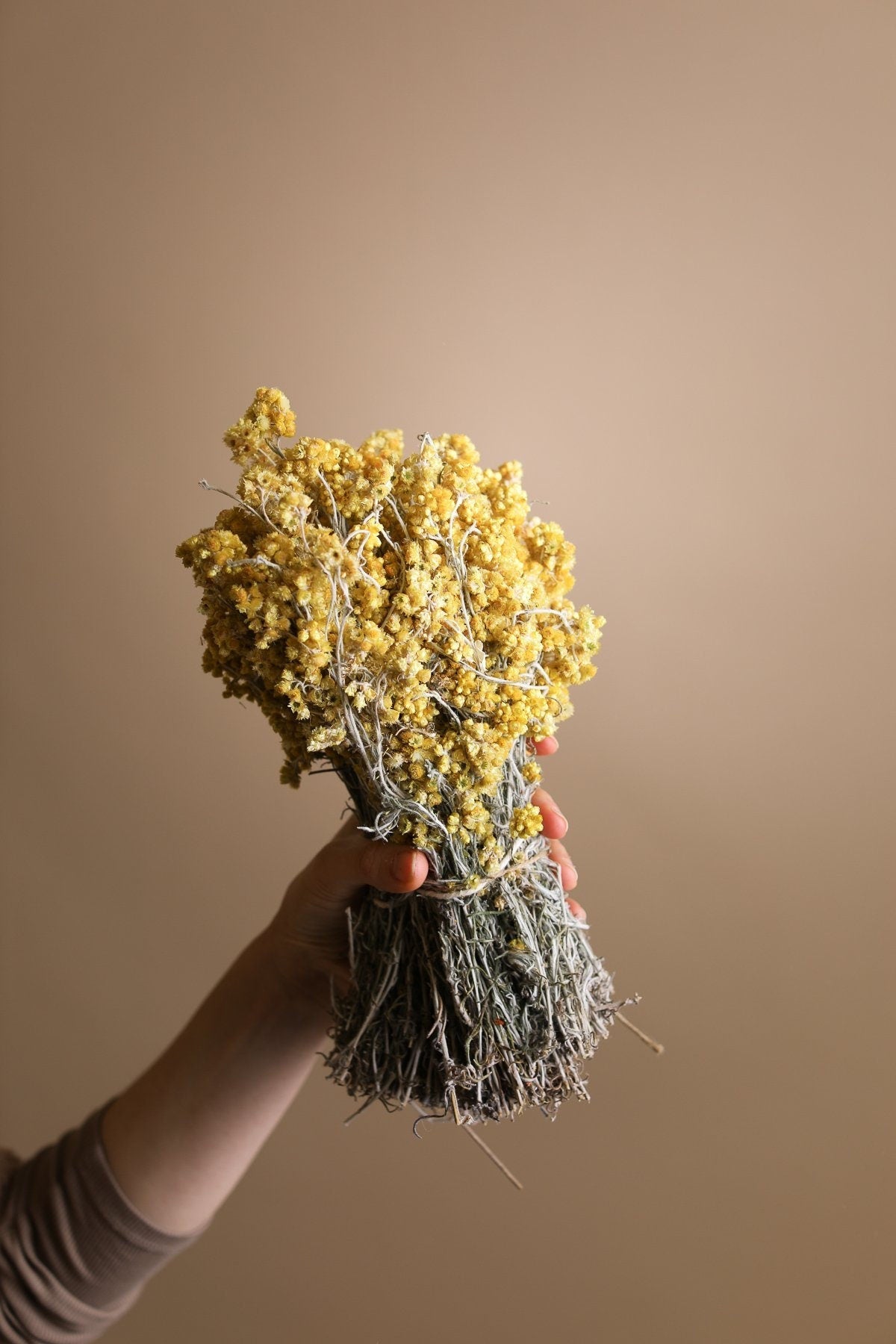 Dried Anaphalis - Natural Yellow Pearly Everlasting