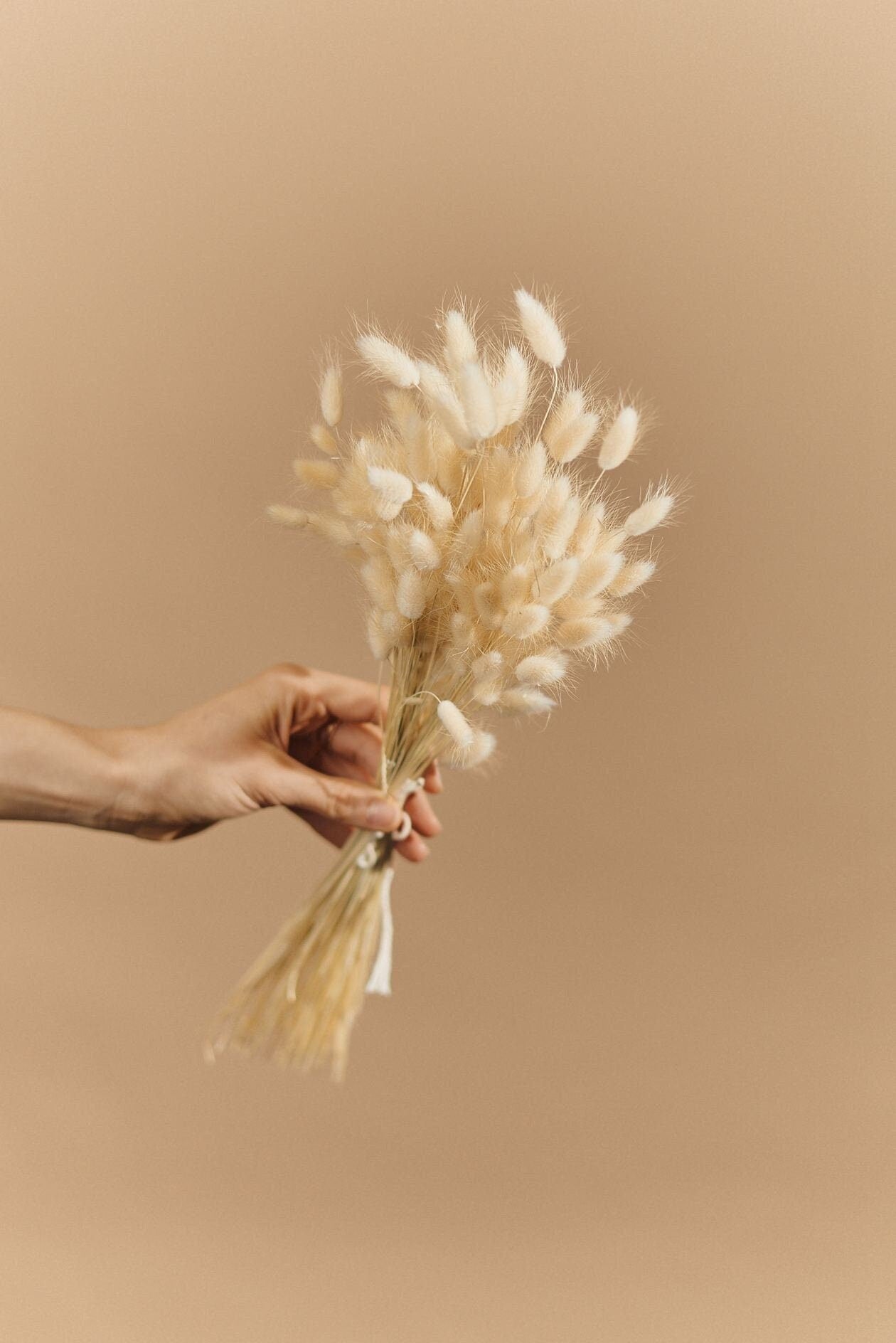 Dried Lagurus - Cream Bunny Tails / Natural Dried Flowers