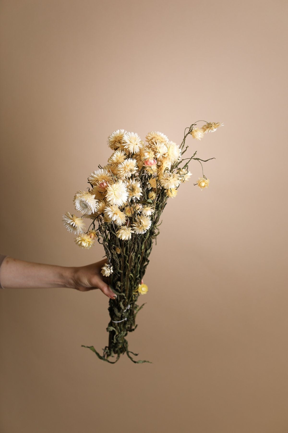 Natural Cream Dried Helichrysum - Cream Straw Flowers