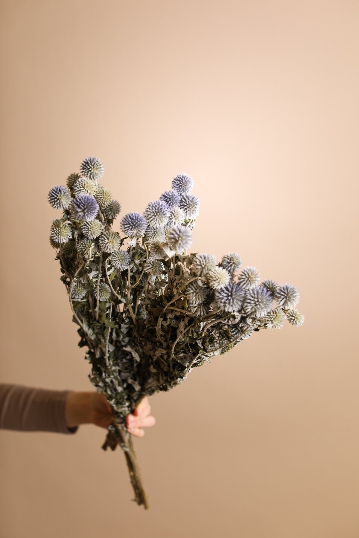 Natural Blue/Green Dried Echinops Thistle - Globe Thistle