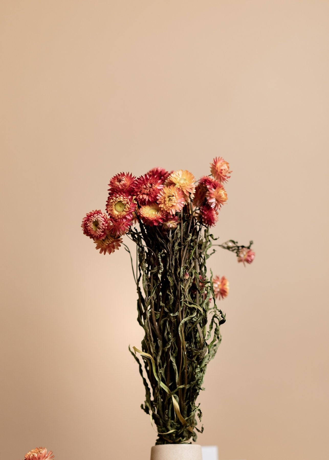 Burnt Orange Dried Helichrysum - Burnt Orange Straw Flowers