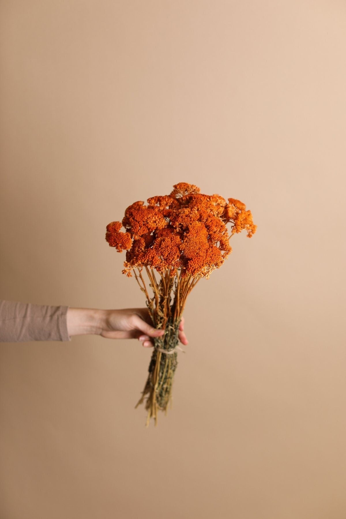 Dried Achillea Parker - Burnt Orange Yarrow Flowers