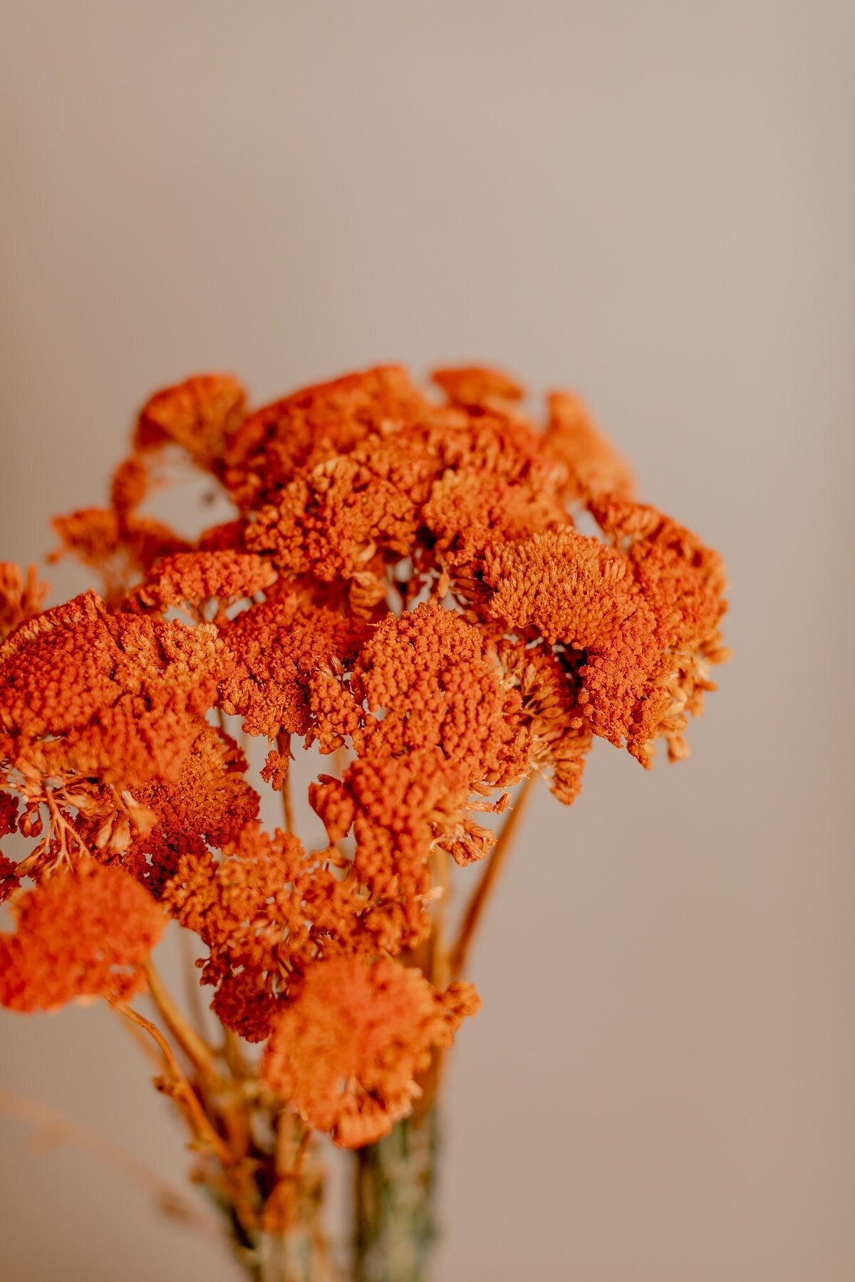 Dried Achillea Parker - Burnt Orange Yarrow Flowers