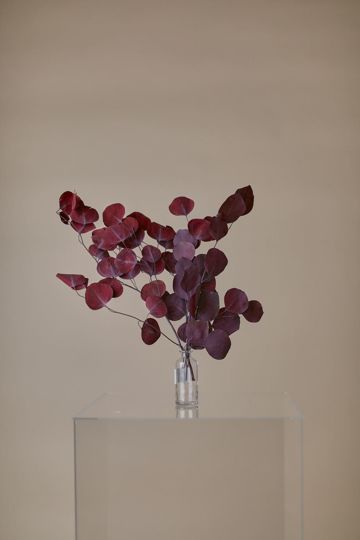 Red Preserved Eucalyptus Populus / Real Dried Flowers Wholesale / Rustic Home Decor