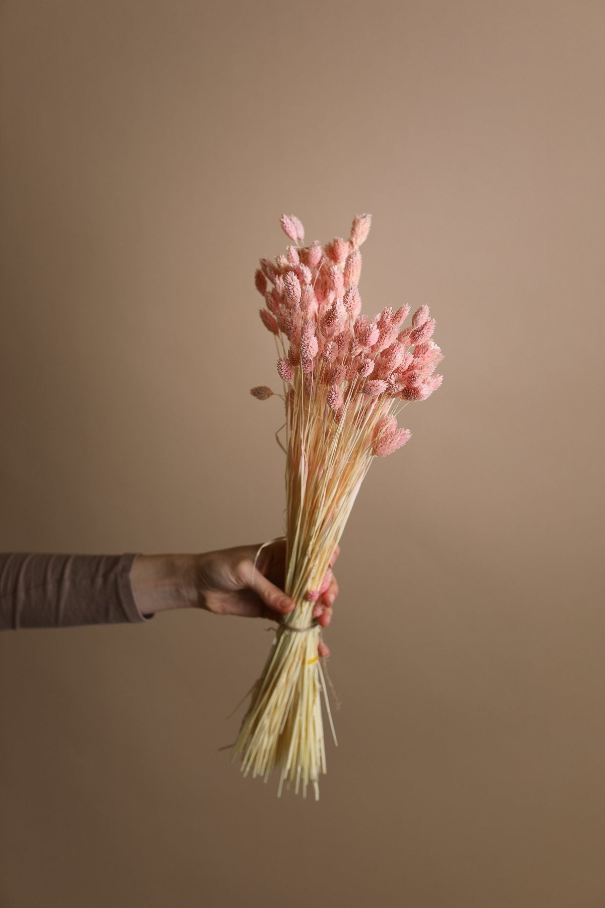 Dried Phalaris - Pastel Pink Canary Grass