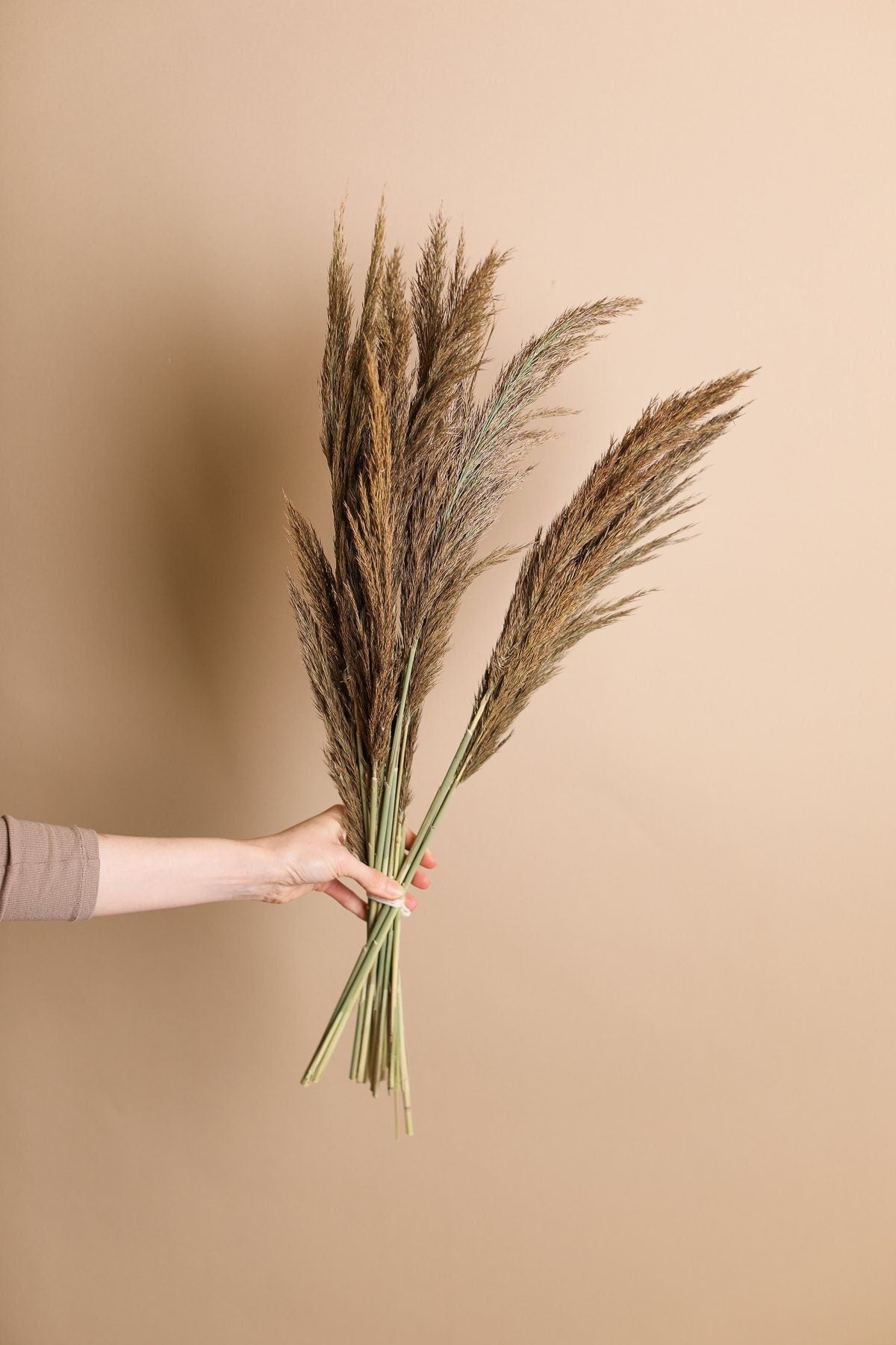 Susuki Japanese Pampas Grass - Natural Dark Taupe