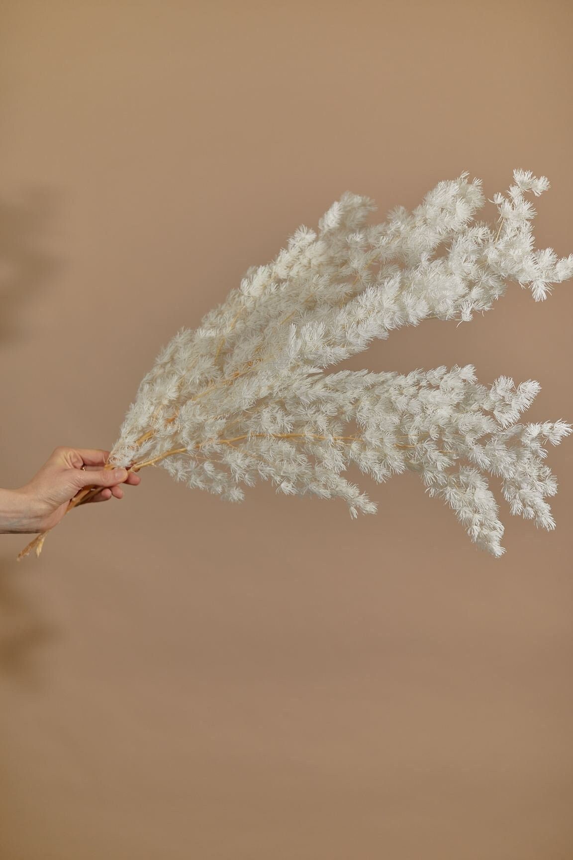 Fluffy Cloud Fern White / Dried Wholesale Flowers