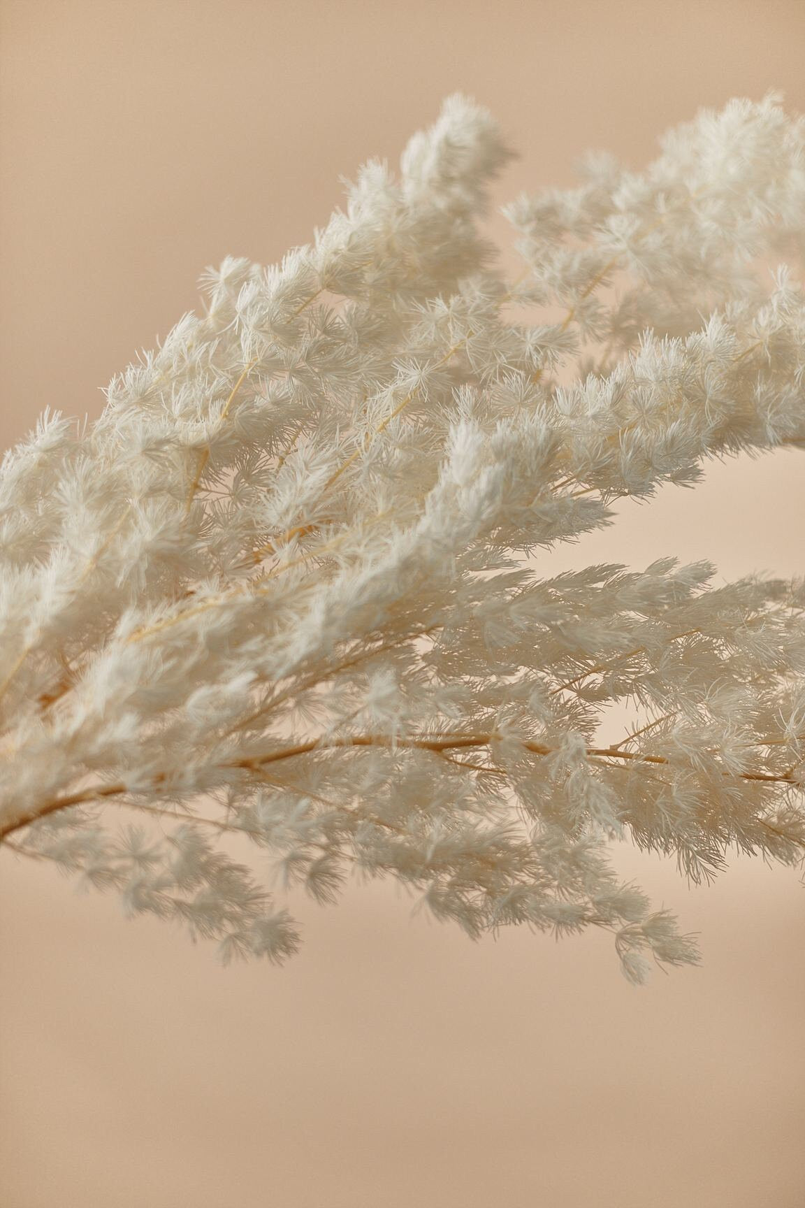 Fluffy Cloud Fern White / Dried Wholesale Flowers