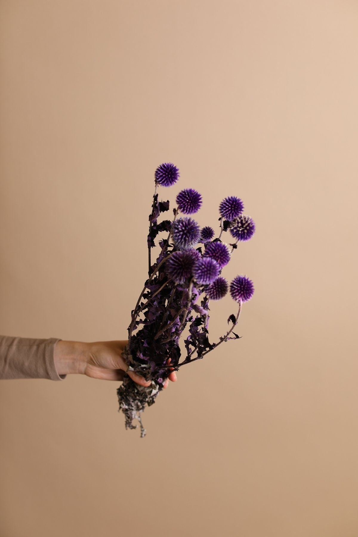 Purple Dried Echinops Thistle - Purple Globe Thistle