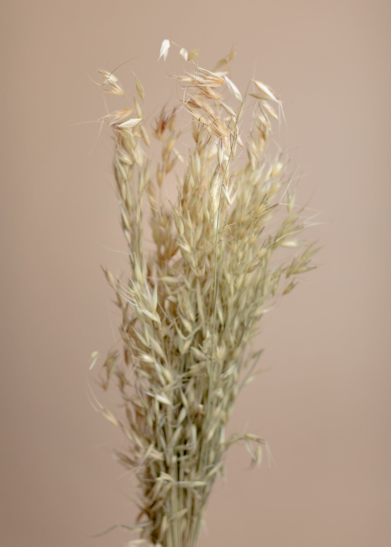 Dried Avena Oats - Natural Color