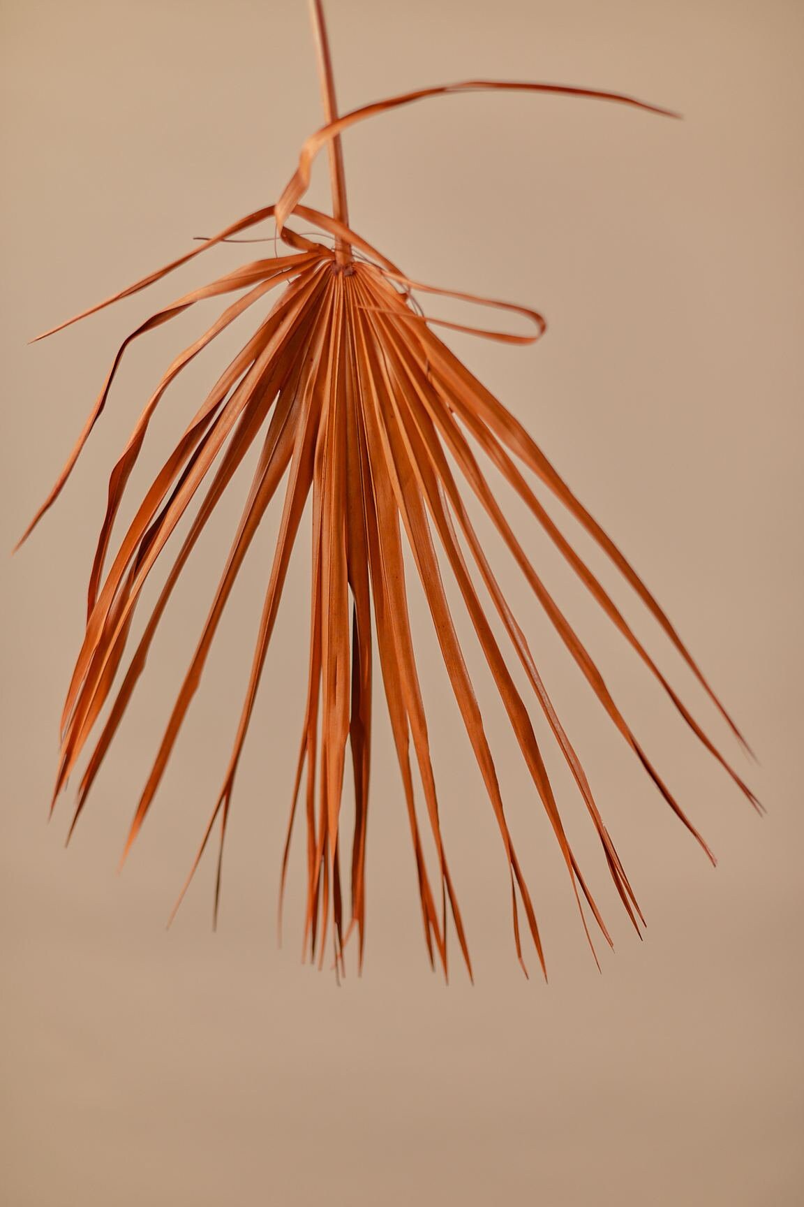 Dried Fan Palm Terracota Burnt Orange - Real Dyed Sun Palm / Dried Flowers Wholesale