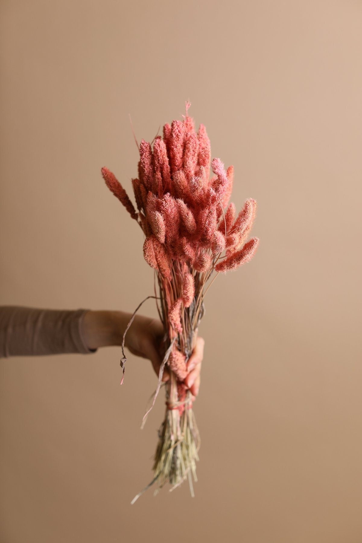 Setaria Pendula - Pastel Pink Foxtail Millet Grass