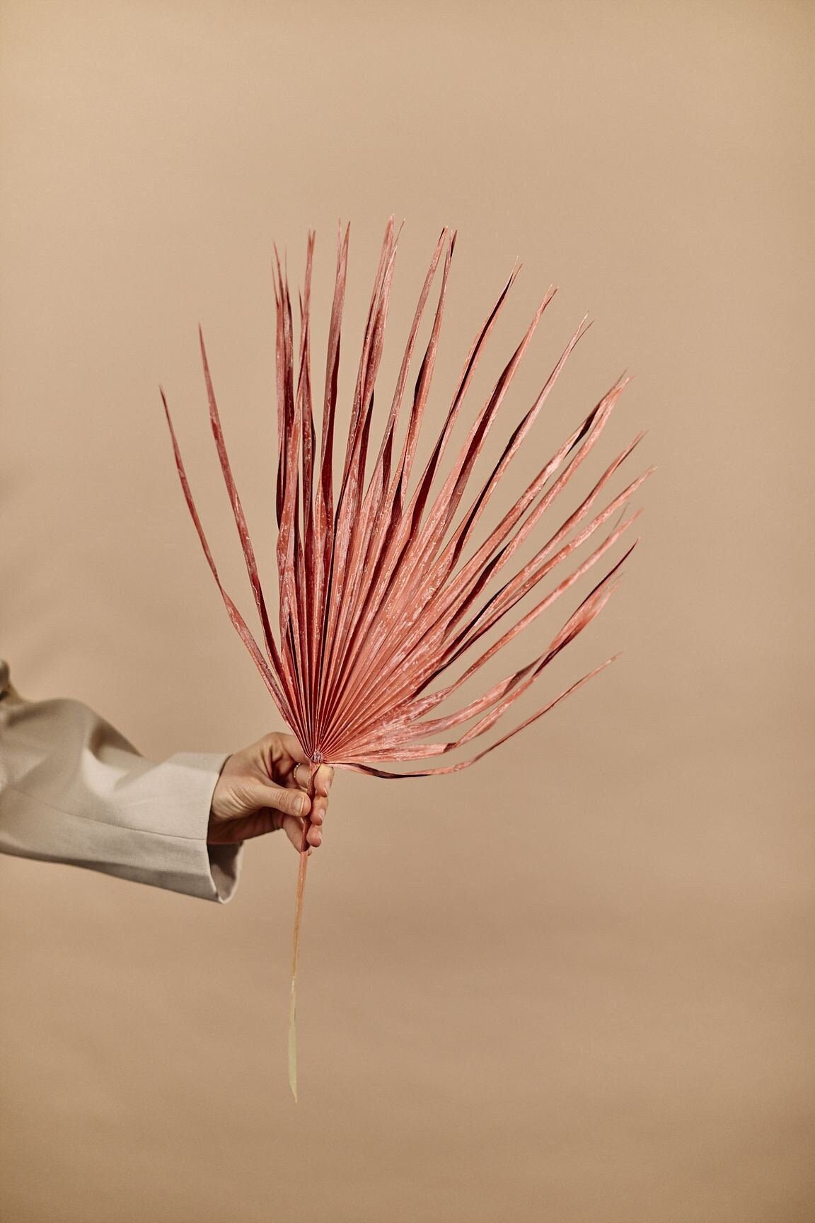 Dried Fan Palm Pastel Red - Real Dyed Sun Palm / Dried Flowers Wholesale