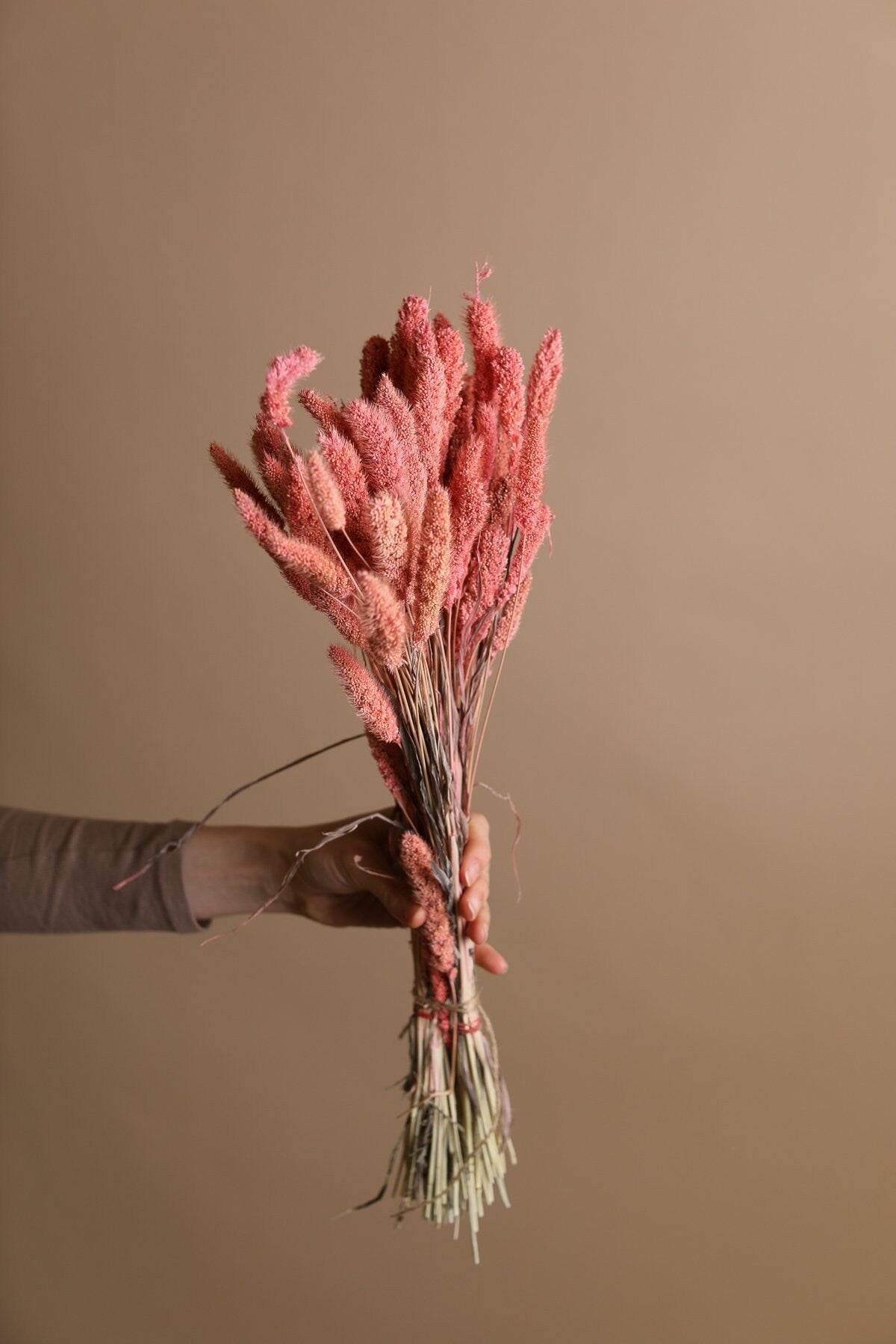 Setaria Pendula - Pastel Pink Foxtail Millet Grass