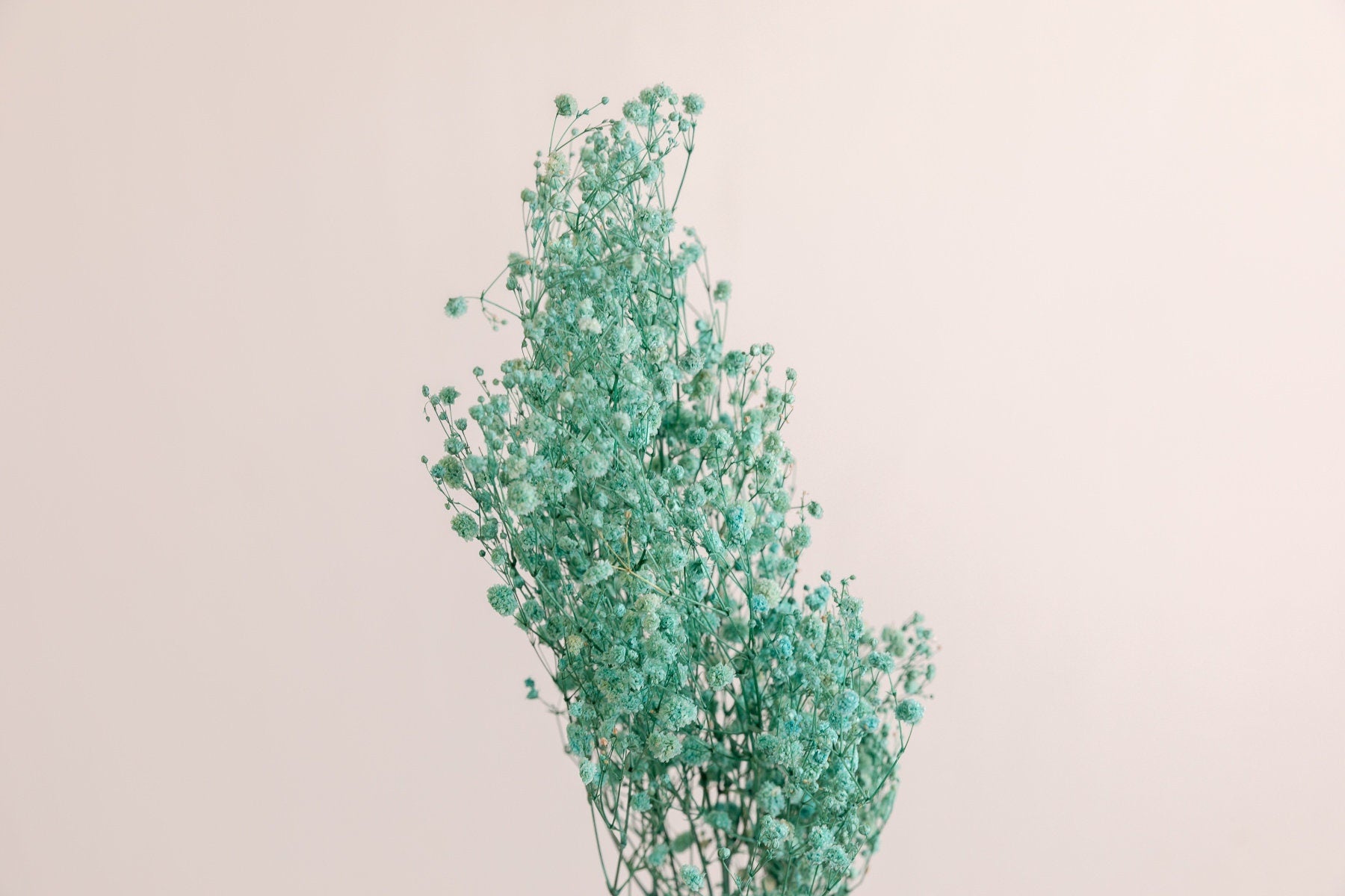 Painted Water Green Hue Dried Gypsophila - Baby's Breath Flowers